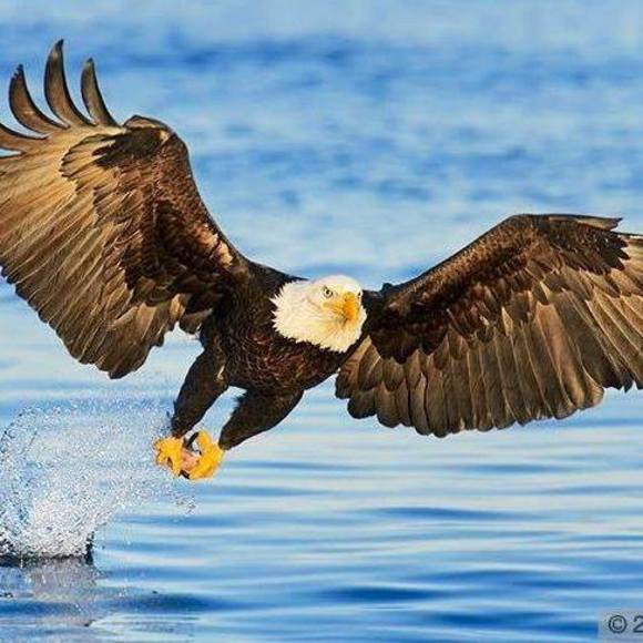 Meet your Posher, Carmen - Picture 1 of 1